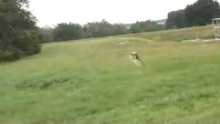 YouTube - Align T-Rex 250 - Intro & 3D Flight.flv