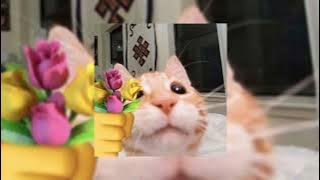 Download lagu Komang - Raim Laode ( speed up )