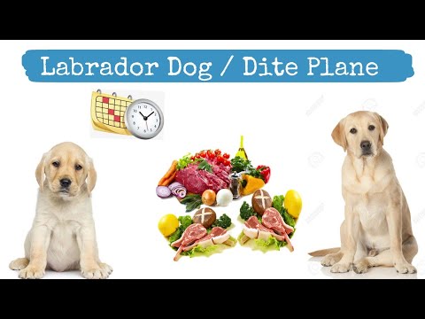 Labrador Dog Diet Chart In Hindi