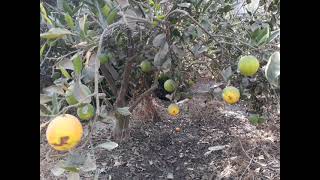 مرض عفن السرة في البرتقال Navel rot disease in oranges 2021