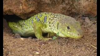 Lagarto ocelado devorando mantis religiosa. Un lagarto ocelado descubre a una valiente mantis religiosa y la devora.