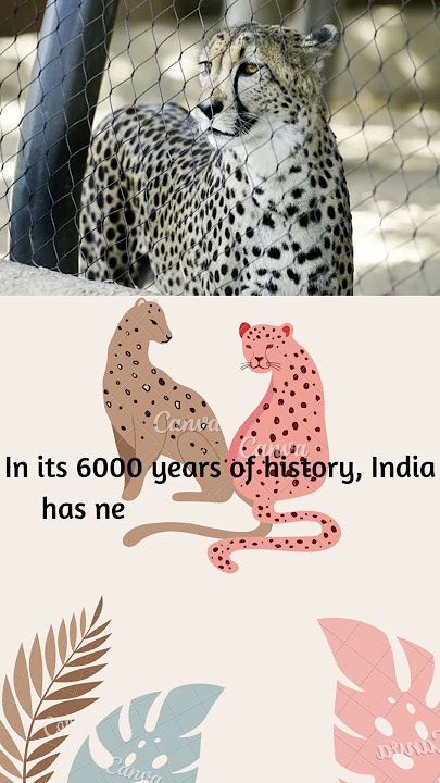 The 2022 Cheetah Reintroduction Programme