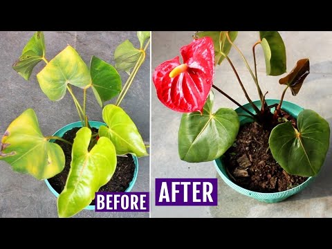 Video: Waarom Worden Anthuriumbladeren Geel?