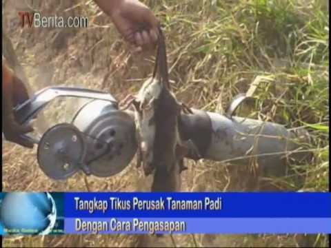 Petani Patokbeusi Basmi Hama Tikus