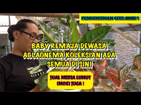 Video: Rumah Di Taman