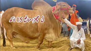 15 Lack Profit Per Bull Eid al-Adha  ll Biggest Qurbani Bulls of Baba Saleem in Karachi Mandi