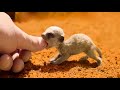 This Cute Little Exotic Animal Can Be Your Next Pet