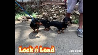 Dachshund Breeding Session