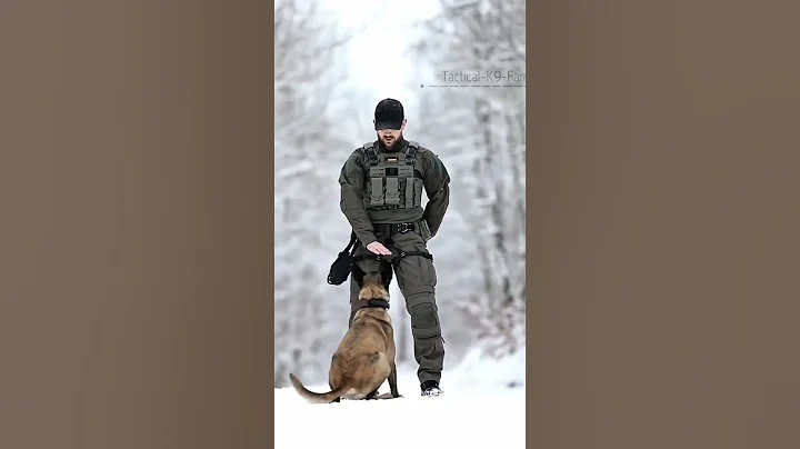 #usa🇺🇸#dogsoftiktok #malinoisl#k9#k9protection #k9trainer#trending#viralvideo#fyp#k9handler #newyork