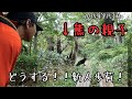 【熊?どうする歩荷さん⁉︎】新人歩荷をクマが通せんぼ!?果たして歩荷の運命は?