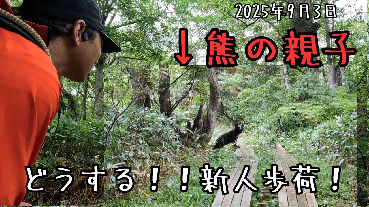 【熊？どうする歩荷さん⁉︎】新人歩荷をクマが通せんぼ！？果たして歩荷の運命は？