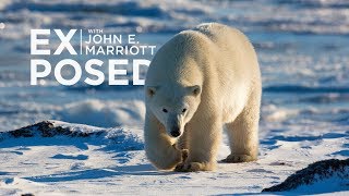 Expedition to the Arctic! | EXPOSED Wildlife Photography | EP 10 by EXPOSED Wildlife Conservancy 18,250 views 6 years ago 6 minutes, 50 seconds