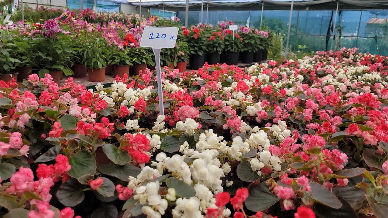 ÇİÇEK SERASINDA HANGİSİNİ ALSAM DİYE ŞAŞIRAN BEN!😅ŞAHANE PEYZAJ