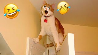 Funniest Dogs and Cats  Funny Animal Moments 2024 #15