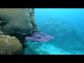 Great Barrier Reef: Norman Reef