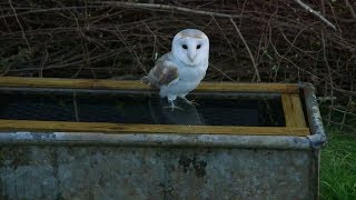 How to Prevent Owls From Drowning