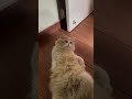 #cat with big belly #cutecat #memes #funny