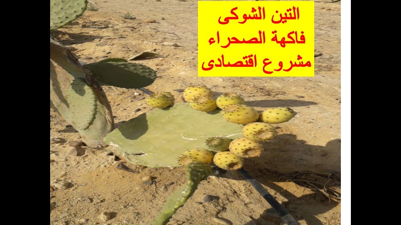 مشروع مربح زراعة التين الشوكى منخفض التكلفة فى الاراضى الصحراوية موفر فى استهلاك الماء