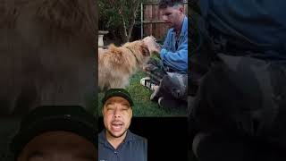 O dia que o cachorro confiou em alguém... #cachorro #homem #pet #Deus #viral