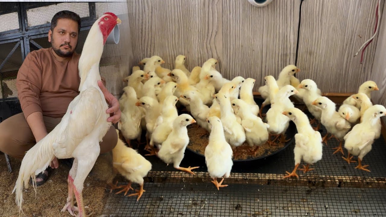 Hsn Kng Shamo Blood Line New Hatch White Cute Chicks, Free Range Ground Birds Farming Aseel Murgay