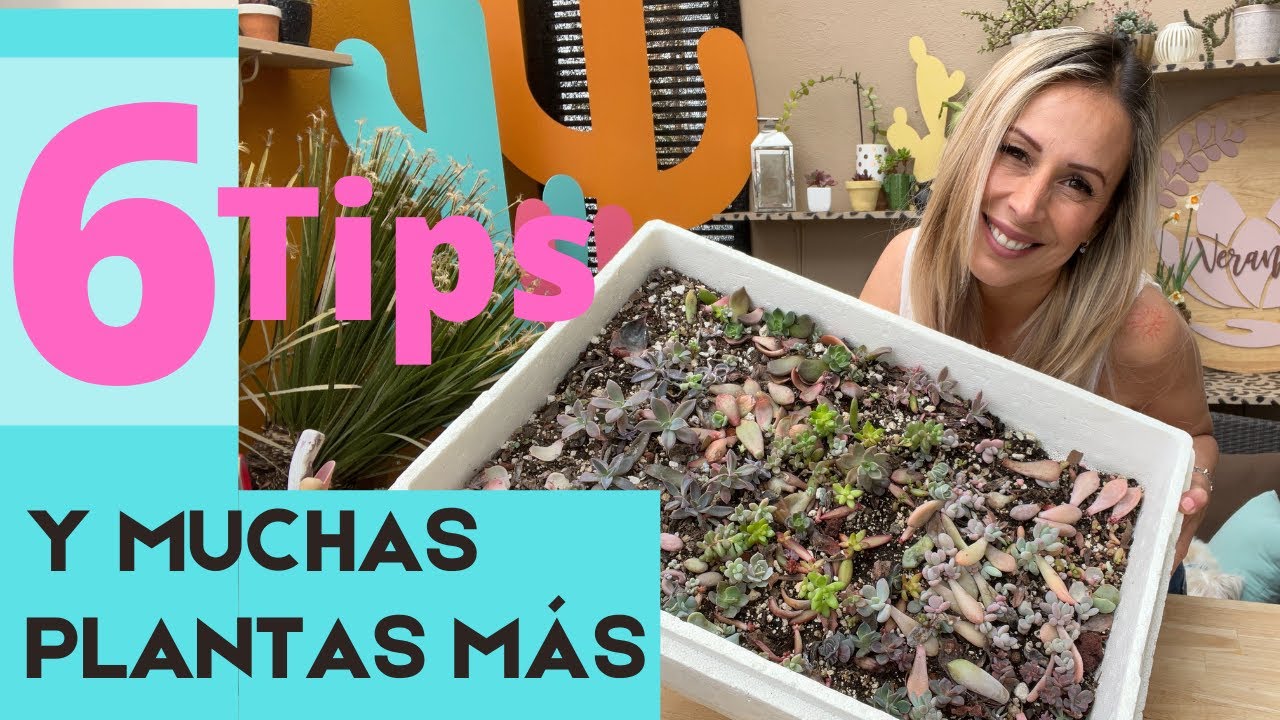Mis mejores tips de propagación por hoja, y sus resultados