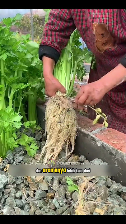 Gak Butuh Tanah! Cara Ibu Ini Tanam Seledri di Batu Bikin Netizen Melongo 😱🌿