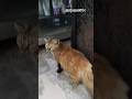 #lovercat  #catshorts #cat #kucing #kucinggemoy  #kucinggembul #cute  @sriharjumi5714