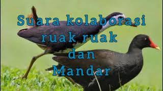 suara pikat kolaborasi RUAK RUAK DAN MANDAR