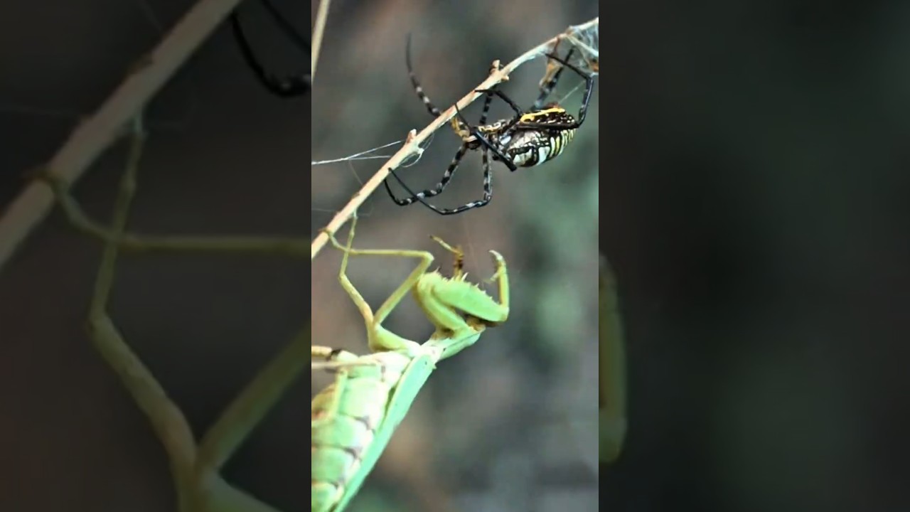 Giant Zebra Spider Unlucky When Attacked By Japanese Praying Mantis #insects #spider #prayingmantis