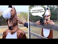 If horses chose their humans equestrian comedy 