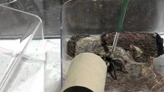 Ephebopus murinus (skeleton tarantula) transfer video
