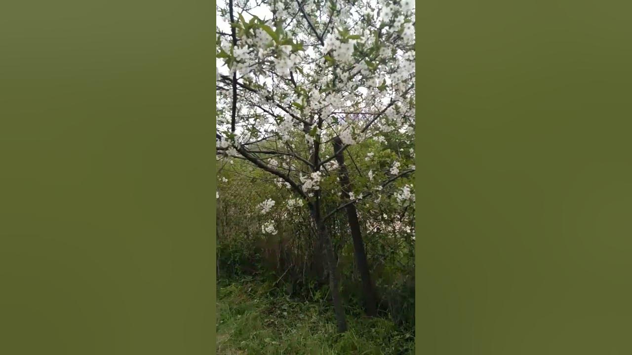 Вишня - YouTube