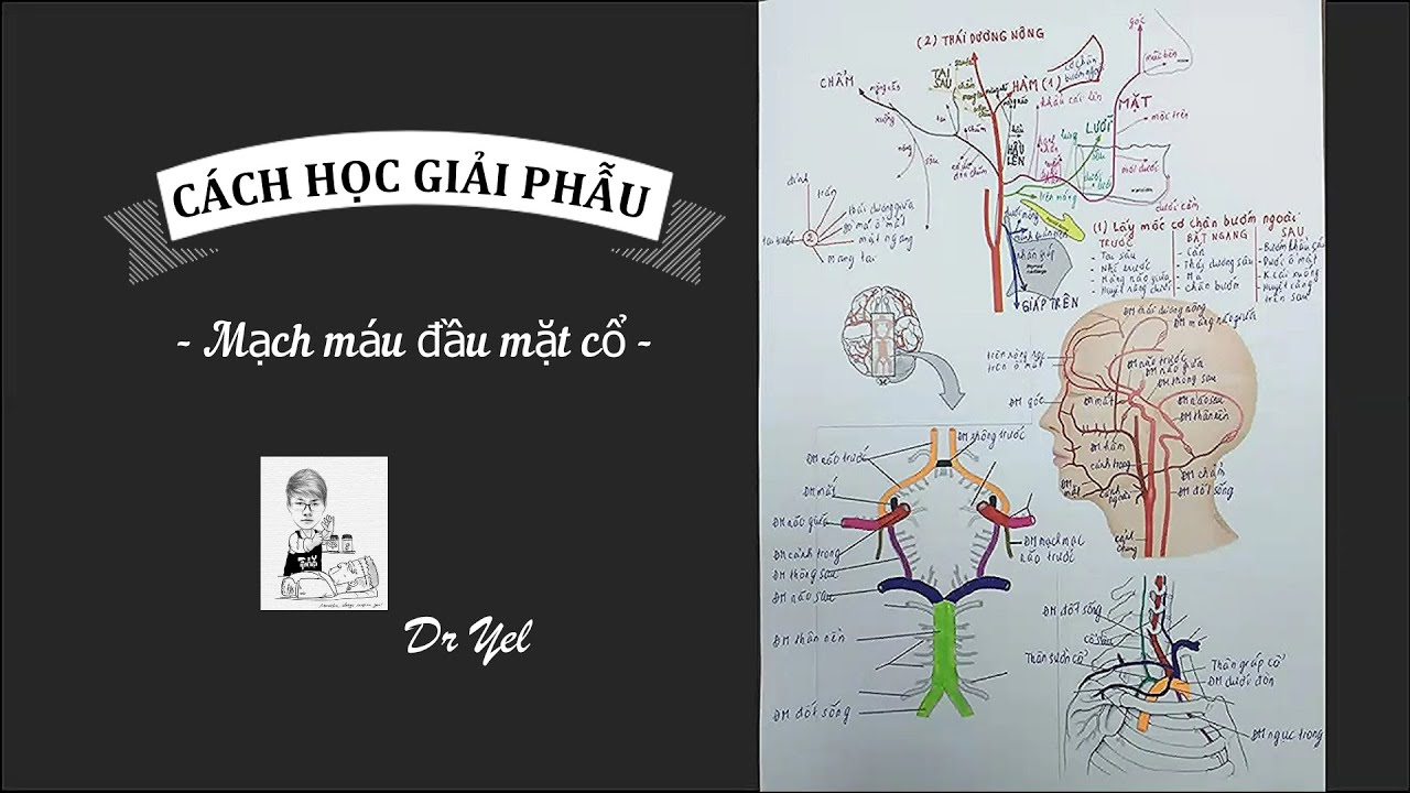 Hệ tim mạch | Ôn tập giải phẫu mạch máu đầu mặt cổ | Cách học giải phẫu dễ nhớ | Dr Yel (Tập 2310)