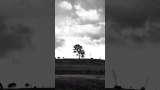 This tree in Black & White