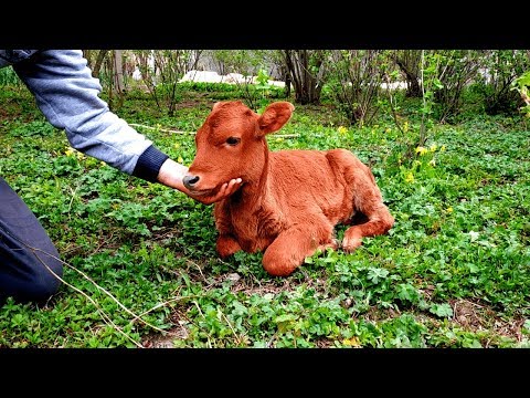 Əsəblərinizi Sakitləşdirəcək Kənd abu-havası |  Успокаивающая Деревенска Атмосфера | Kend Heyati