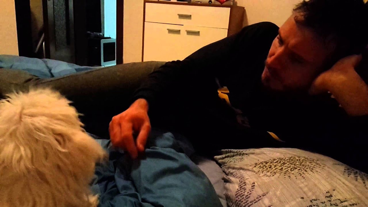 Cane Maltese Che Abbaia E Parla Col Papy Youtube