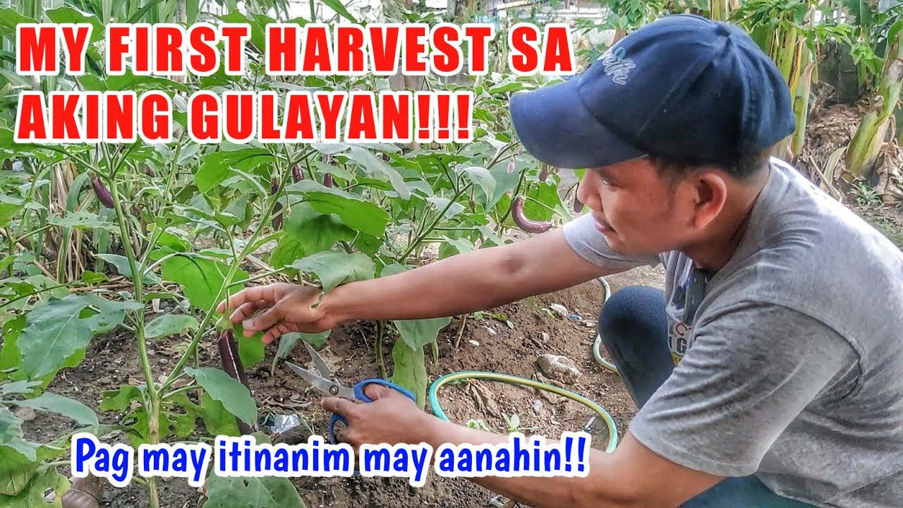 Pugong Byahero Happy life lang tayo! Fresh Vegetables sa aking halamanan