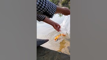 Thả cá tiễn Ông Công Ông Táo #shorts #tet2023