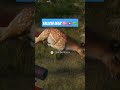 theHunter: Call of the Wild doe brains blowed