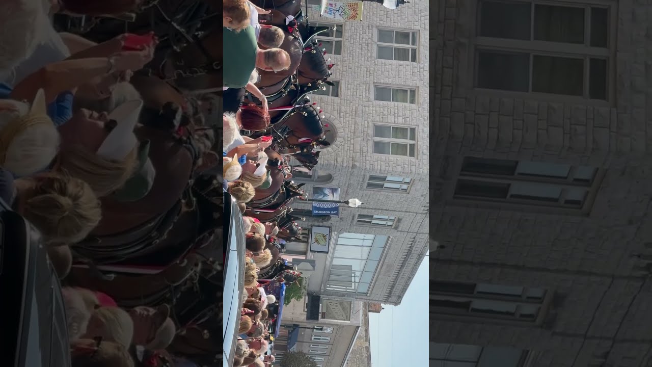 Budweiser Clydesdales Sturgeon Bay Wisconsin Door County Fair Beer Delivery Down Main Street 