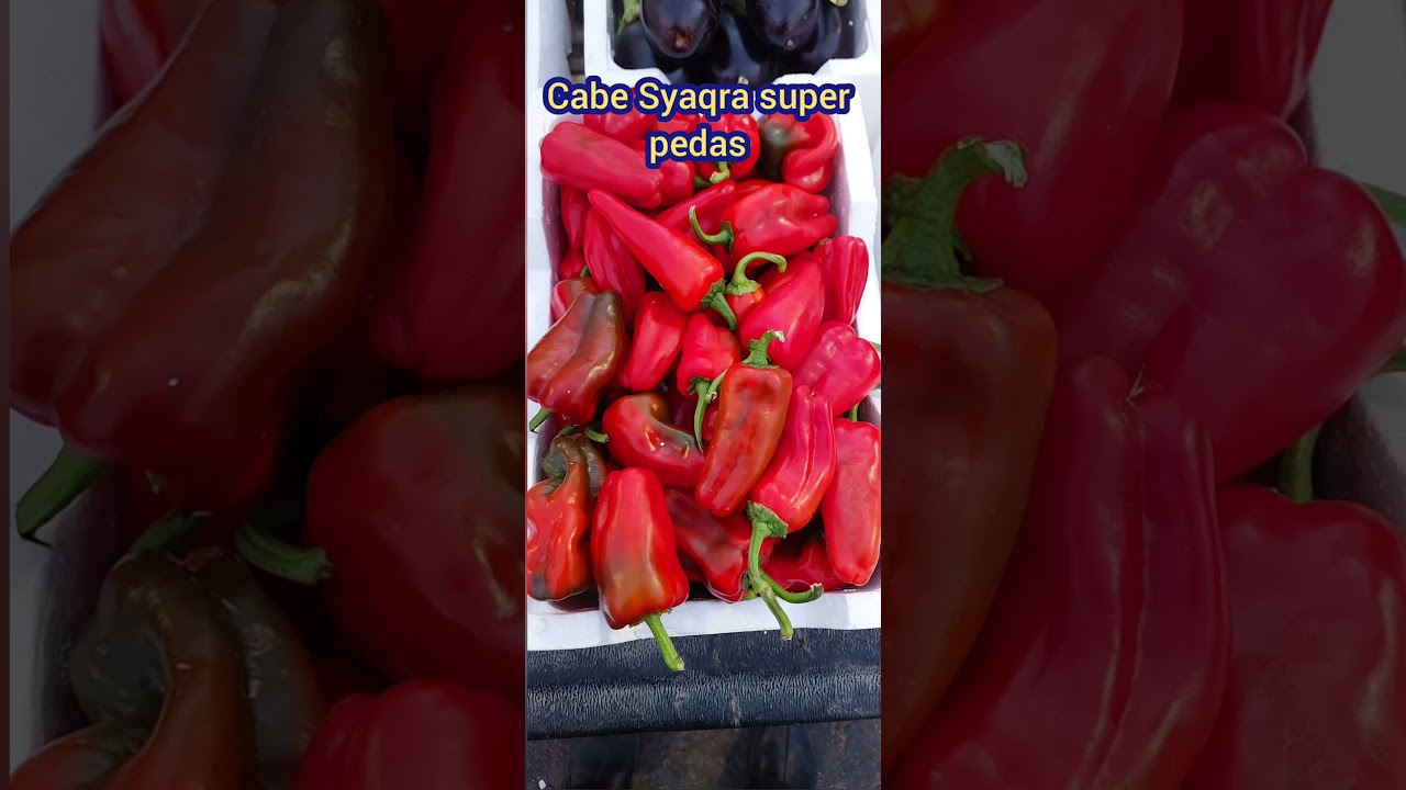 Bunga Rosella fresh & Cabe Syagra super pedas. 
