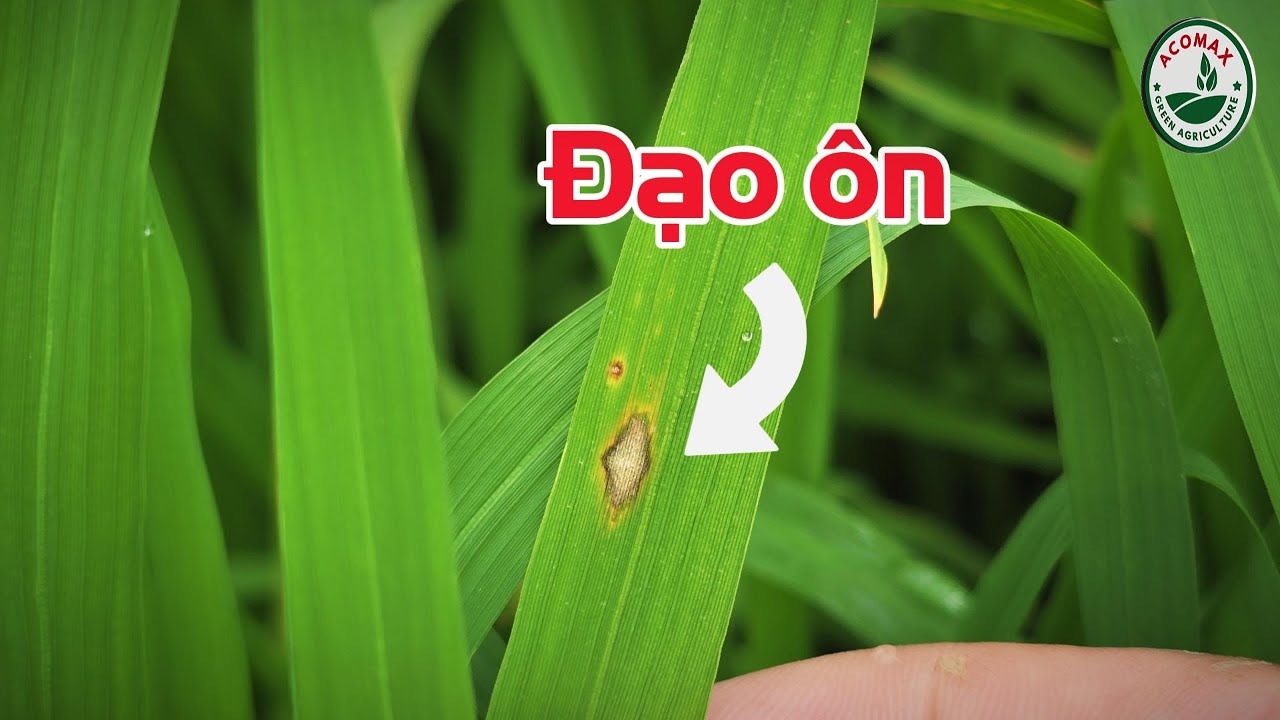 ĐẠO ÔN BÙNG PHÁT | Cách Phòng trừ kịp thời | Forbine 75WP | ACOMAX 