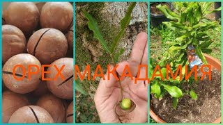 ОРЕХ МАКАДАМИЯ 💚🌱 отбор для посадки, % ВСХОЖЕСТИ 🌱💚