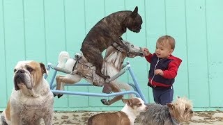 Best Unbelievable Funny Moments & Animals 2019