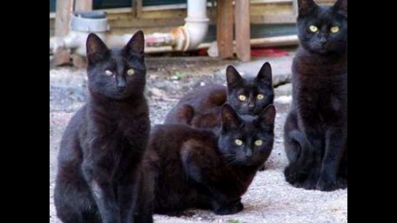 Банда Черная Кошка Фото