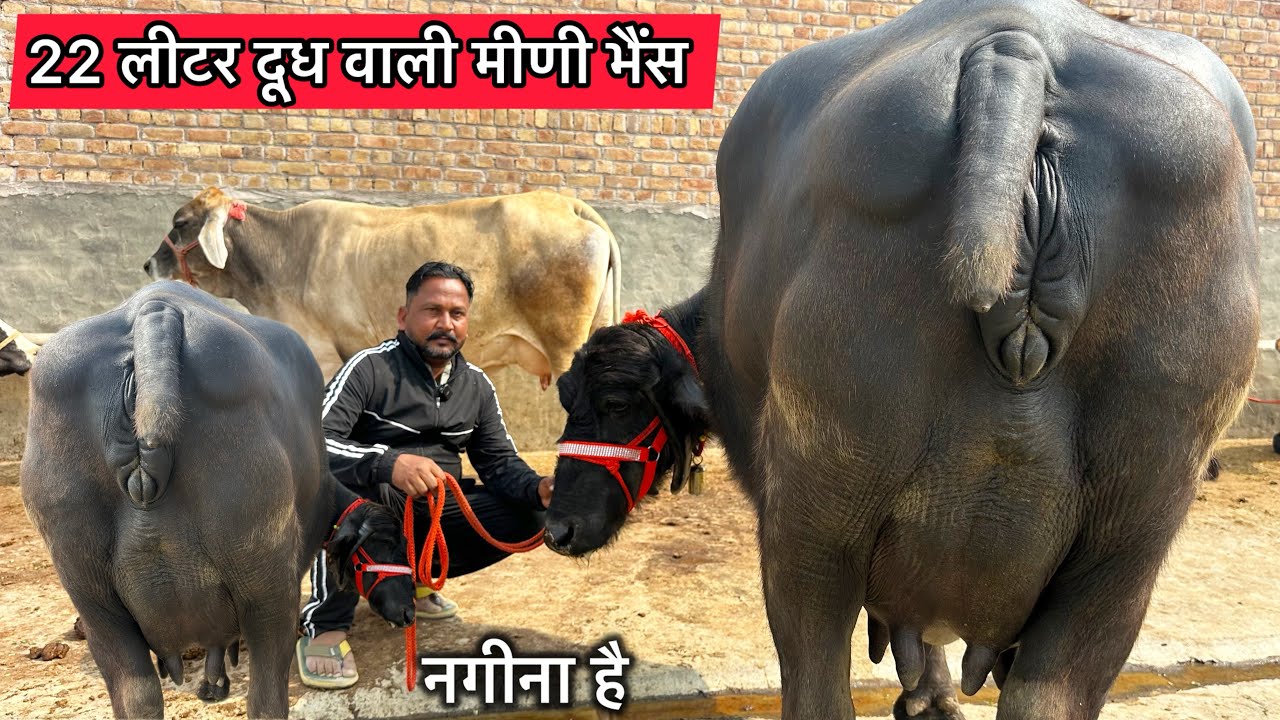 😱 22 लीटर दूध वाली मीणी भैंस । 4 भैंसे 3 गाय बिकाऊ दूध 14 से 22 किलो । क़ीमत 65,000₹ से शुरू 