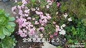 アザレアの育て方 摘芯 Youtube アザレアの育て方 摘芯 Youtube