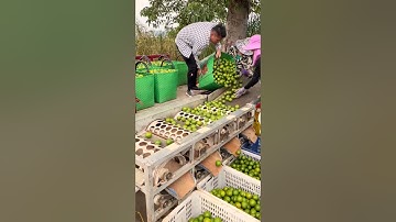 Efficient Round Fruit Sorting Machine #farmingmachines @HappyFarm85