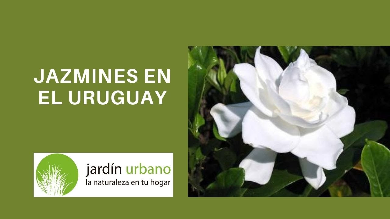 Clase sobre Jazmines y Gardenias - YouTube