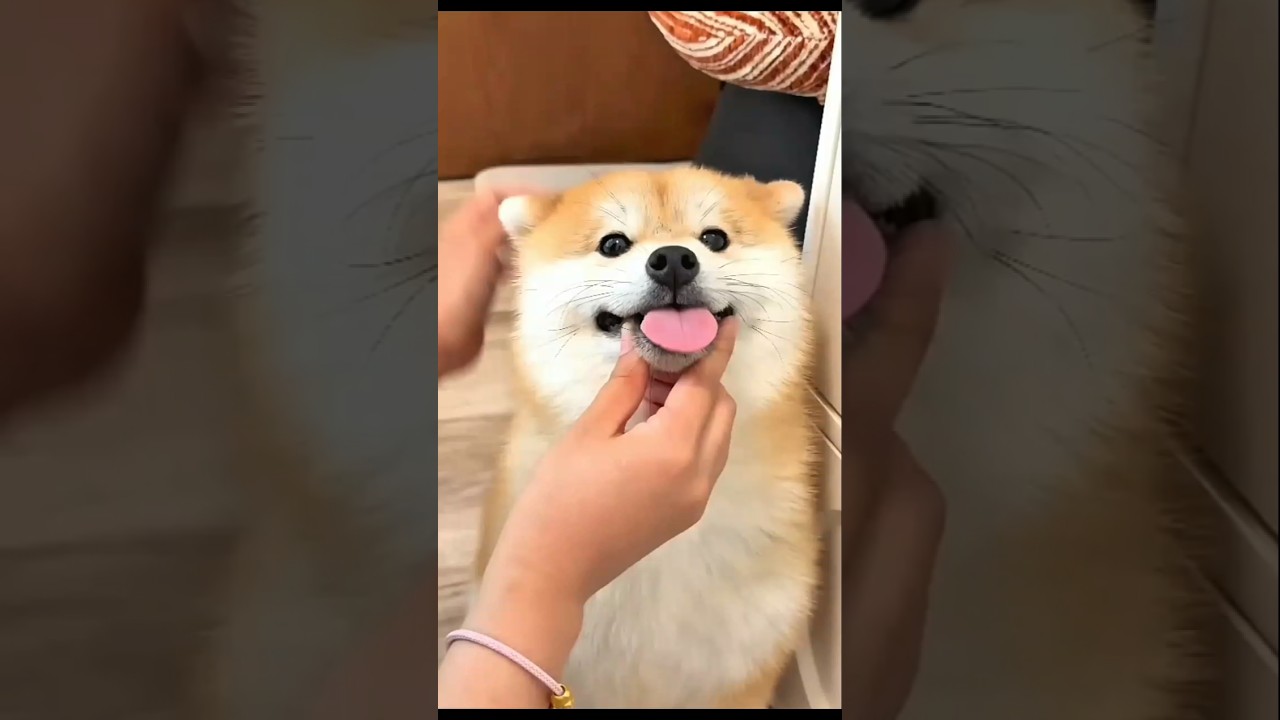 Pit the Massive Dog お値下げ不可 😂 This Dog Couldn't Hide The Evidence! 🐶🦷 #Dog #Funny